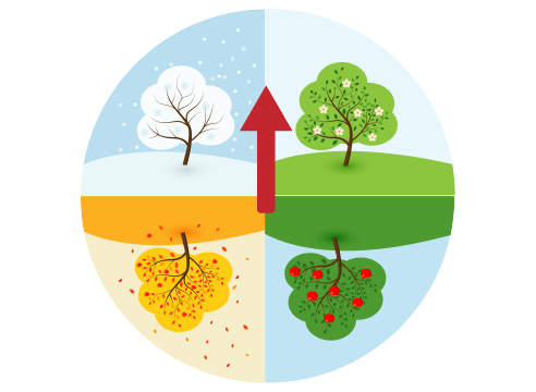 Vasara, ruduo, žiema ir pavasaris.